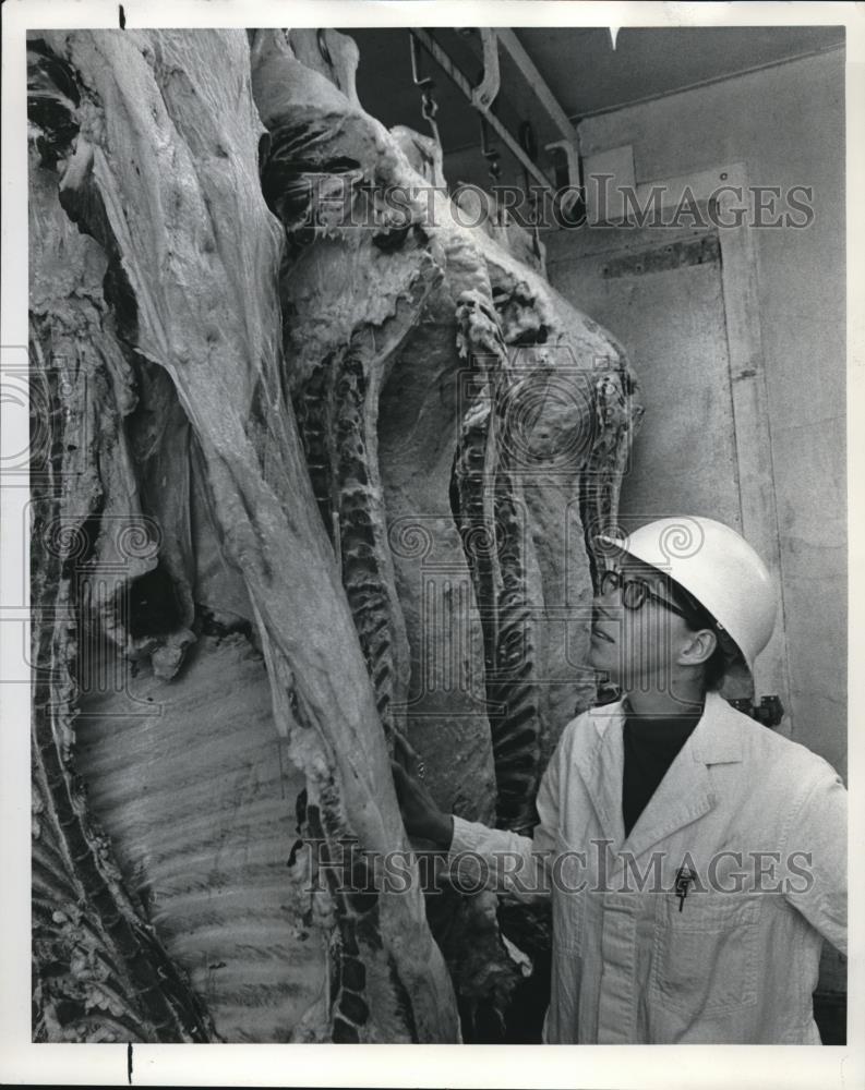1971 Press Photo Dr Linda Carpenter Dwarfed By Beef Carcass In Slaughterhouse - Historic Images