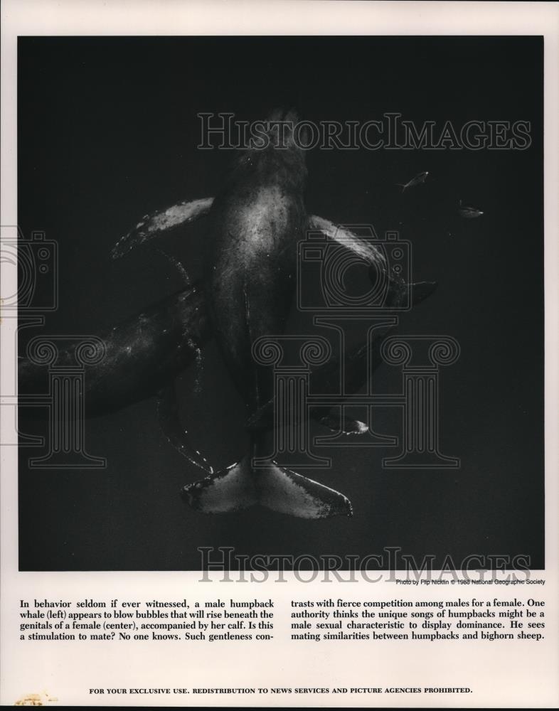 1988 Press Photo The male humpback whale - Historic Images