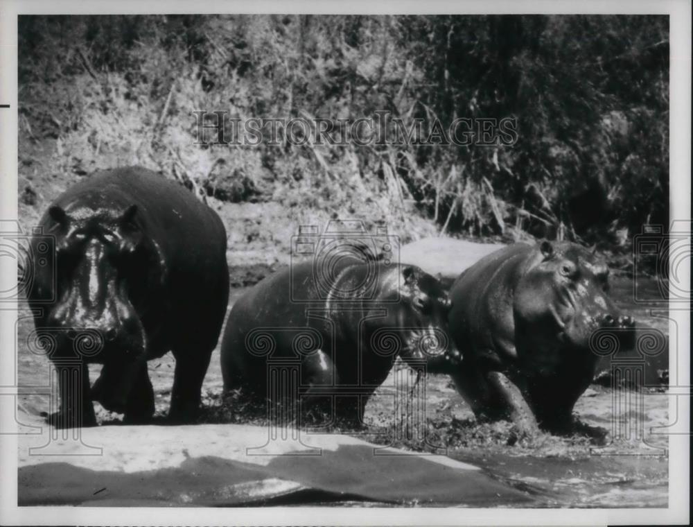 Press Photo Hippos in scene from Mutual Omaha&#39;s Wild Kingdom TV Series - Historic Images