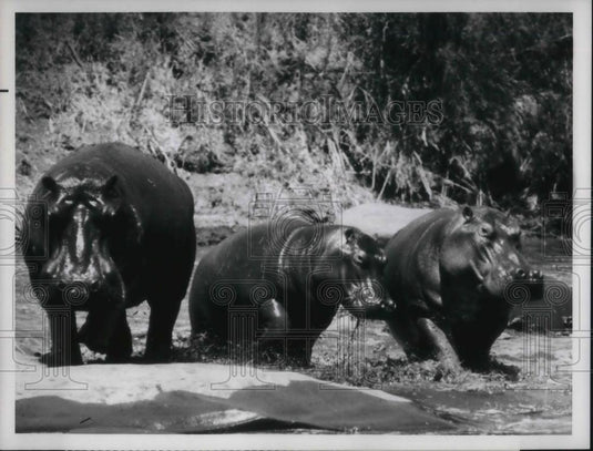 Press Photo Hippos in scene from Mutual Omaha's Wild Kingdom TV Series - Historic Images