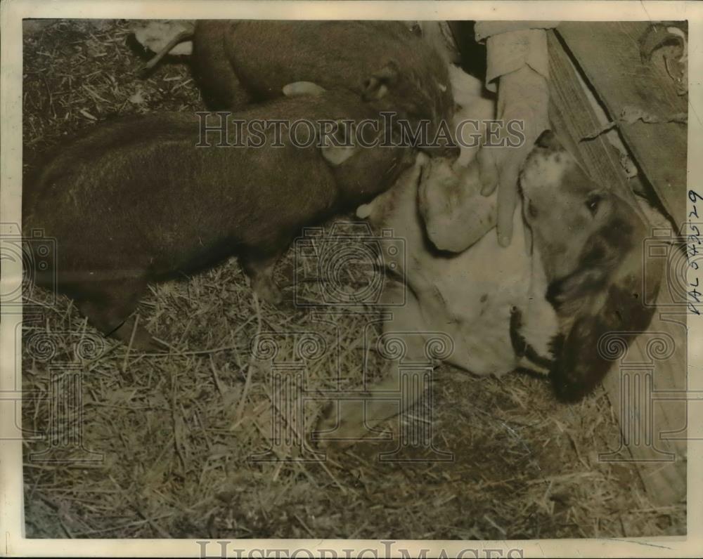 1940 Press Photo The survivor swines being fed by the dog named Dot - Historic Images