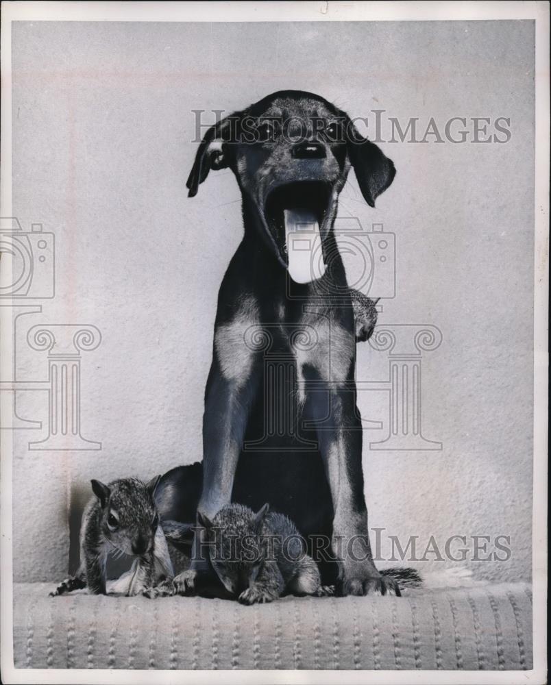 1953 Press Photo Angry pup in a squirrel cage - Historic Images