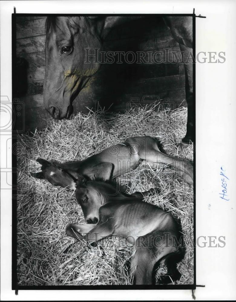 1989 Press Photo Twin horses born to Fine Point at Turning Point Stables - Historic Images