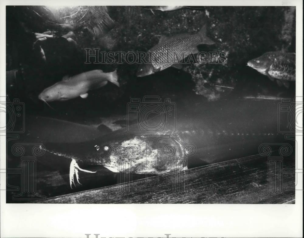 1980 Press Photo The Cleveland Aquarium - Historic Images