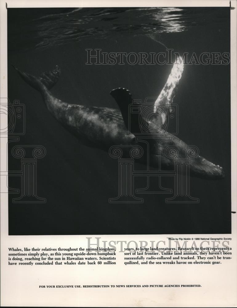 1994 Press Photo Whales - Historic Images