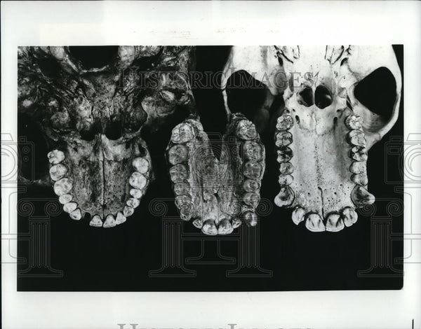 1979 Press Photo The teeth in the modern chimpanzee's skull - Historic ...