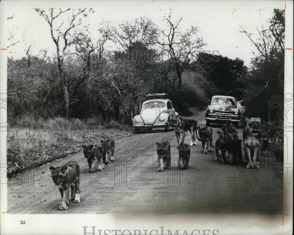 1978 Press Photo Lions in Africa game reserve - Historic Images