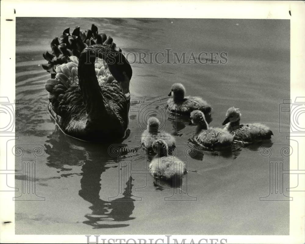 1982 Press Photo Balek Swan and cygnets at Brookside Zoo, Waterfall Lake - Historic Images