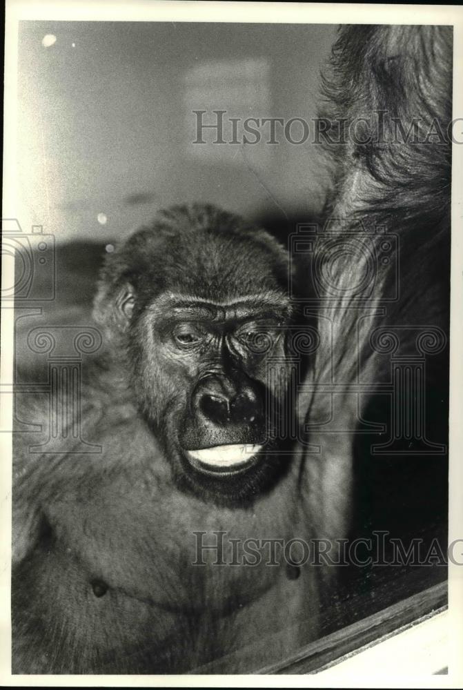 1981 Press Photo Emmy the gorilla - Historic Images