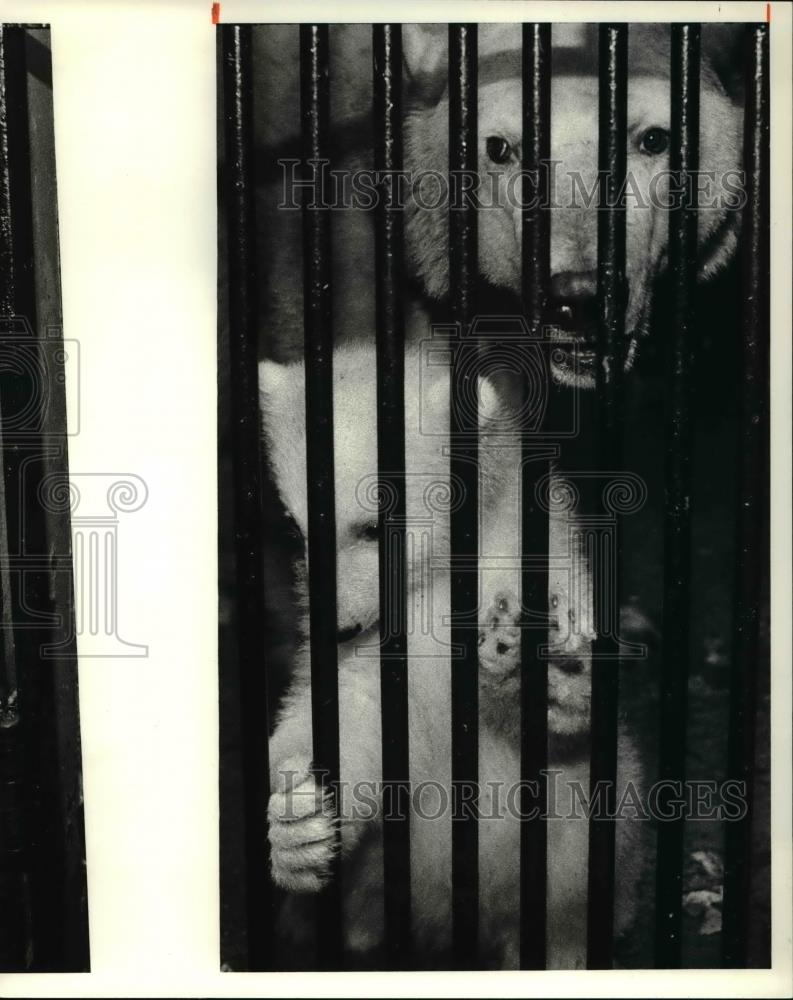 1981 Press Photo Polar bear, Daisy with her new born cub at Metroparks Zoo - Historic Images