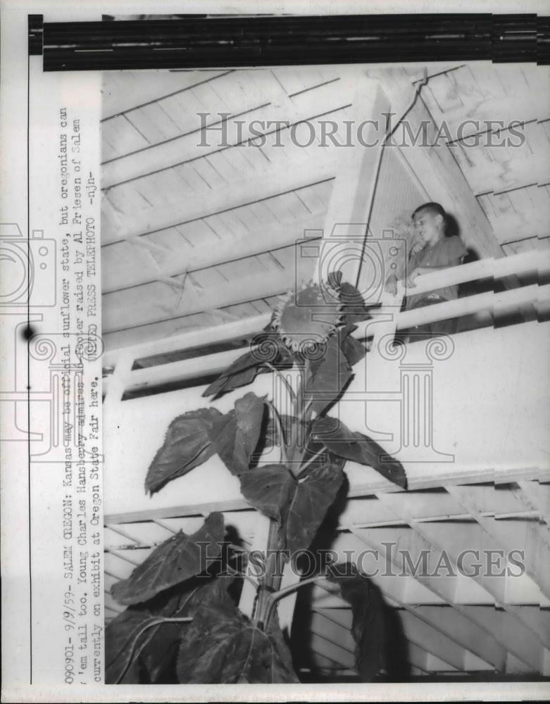 1959 Press Photo Charles Hansberry Admires A 16 Foot Tall Sunflower - Historic Images