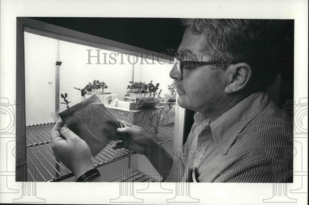 1981 Press Photo Marvin Lamborg check the roots at the Kettering Labs. - Historic Images