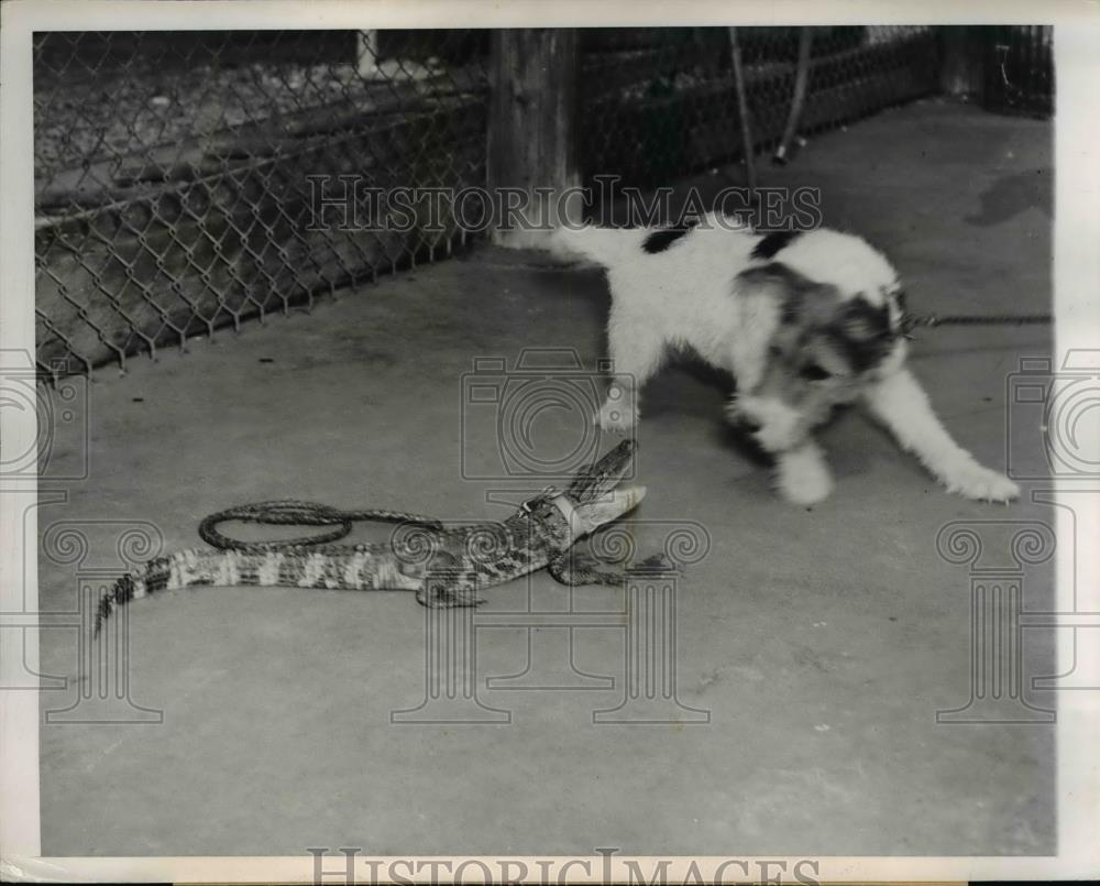 1950 Press Photo Pup against the alligator at the animal Rescue League Shelter - Historic Images