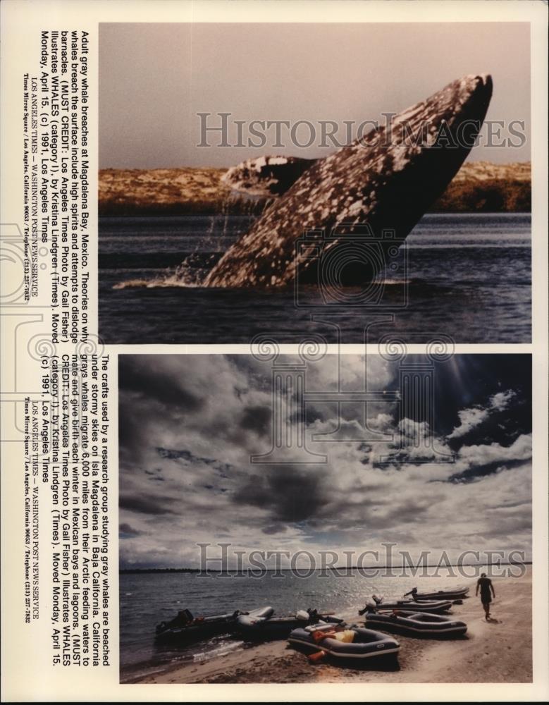 1992 Press Photo Adult gray whale &amp; the crafts used to study them by researchers - Historic Images