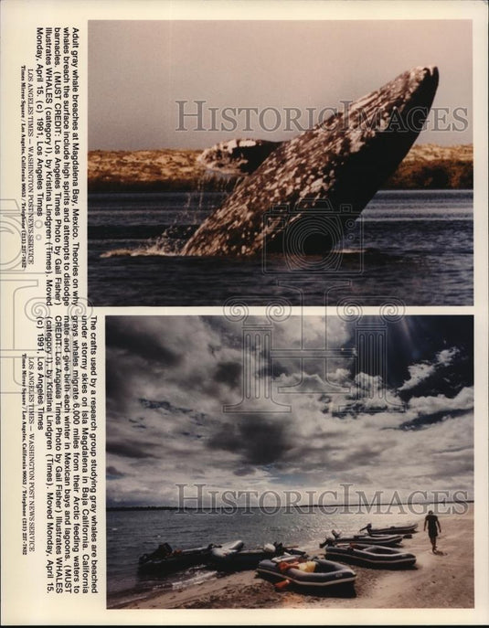 1992 Press Photo Adult gray whale & the crafts used to study them by researchers - Historic Images