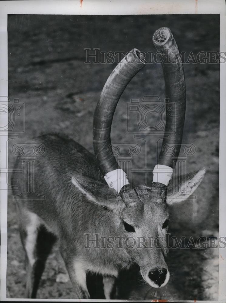 1957 Press Photo A Reedbuck wearing rubber hose pieces over his horns - Historic Images