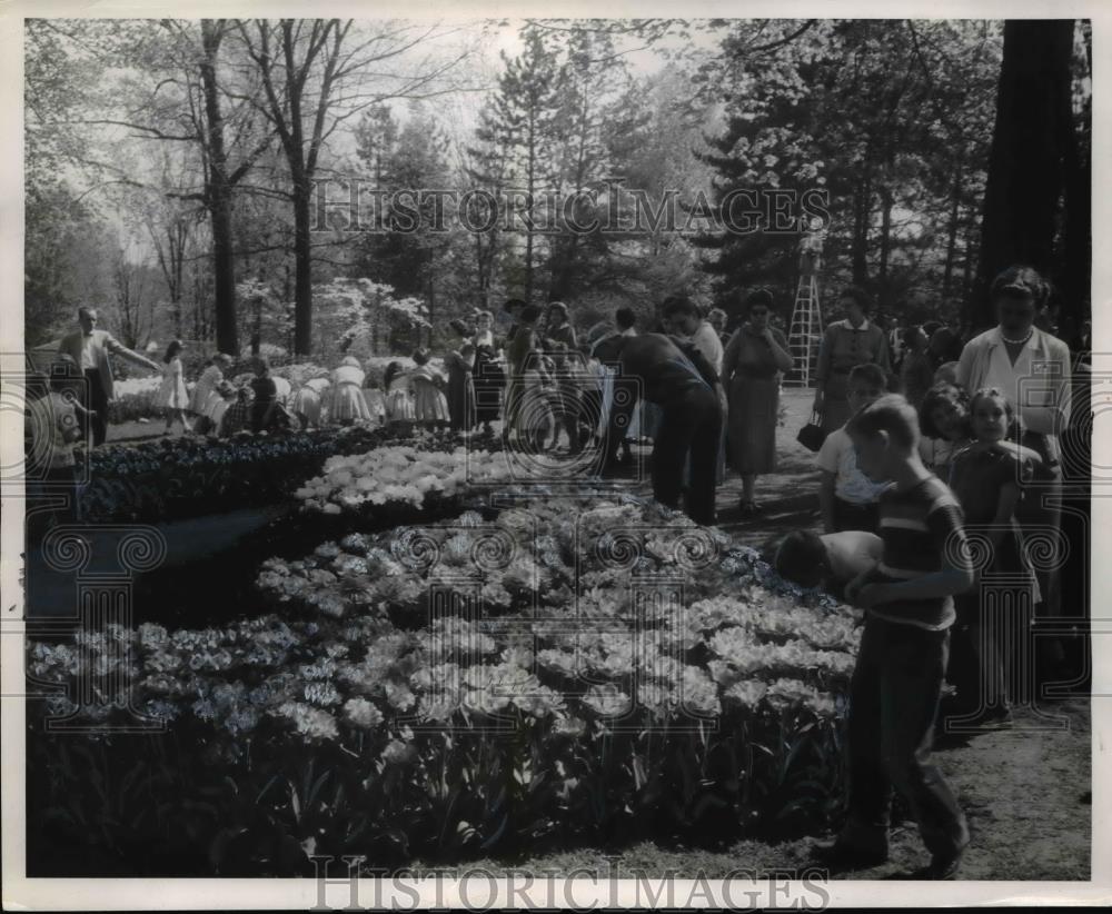 1955 Press Photo Tulips of 150 different varieties at Kingwood Center, Mansfield - Historic Images