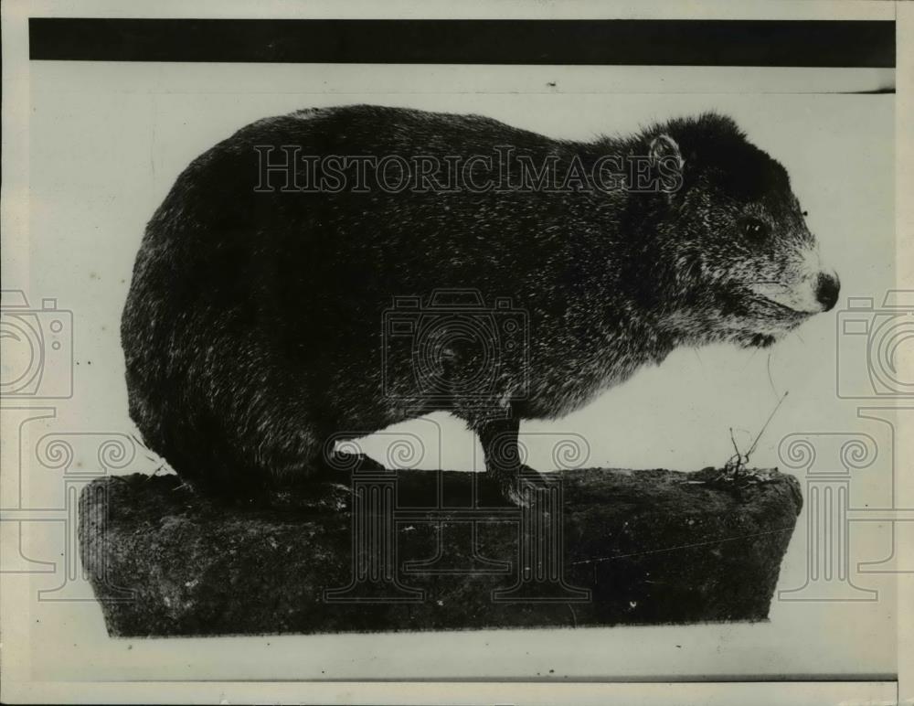 1928 Press Photo The little hyrax of Central and Eastern Africa - Historic Images