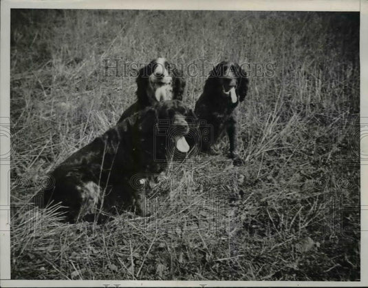 1936 Press Photo Dogs owned by Max Riddle being given spring training - Historic Images