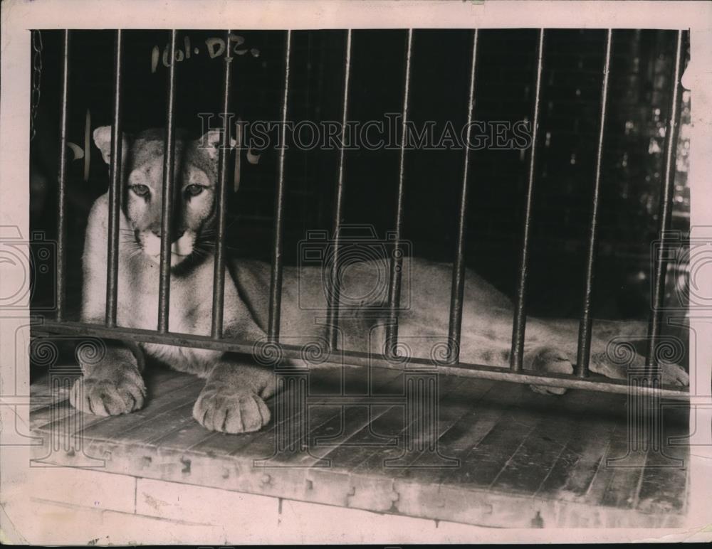 1920 Press Photo Nelli the puma in the Lincoln Park Zoo - Historic Images