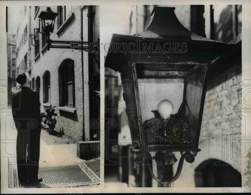 1959 Press Photo A curious passer by pauses to watch the bird in its nest - Historic Images