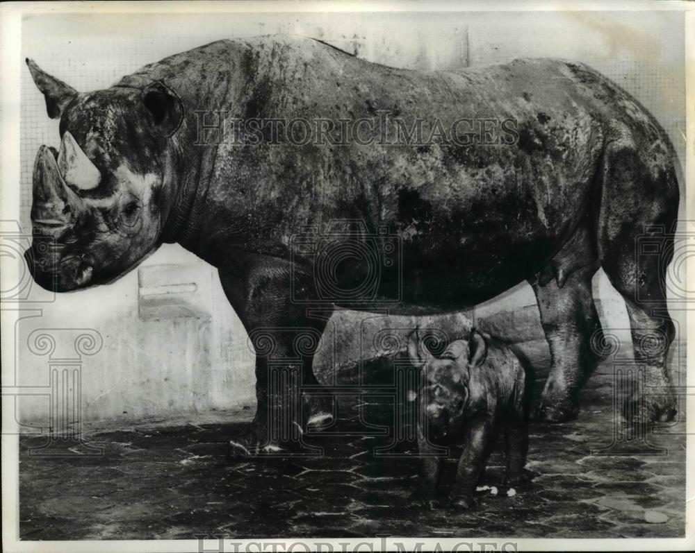 1972 Press Photo London Joanna is making her public debut at London zoo with - Historic Images