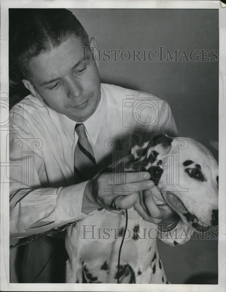 1939 Press Photo Verne Sandwall fitting a hearing aid to a dalmatian - Historic Images