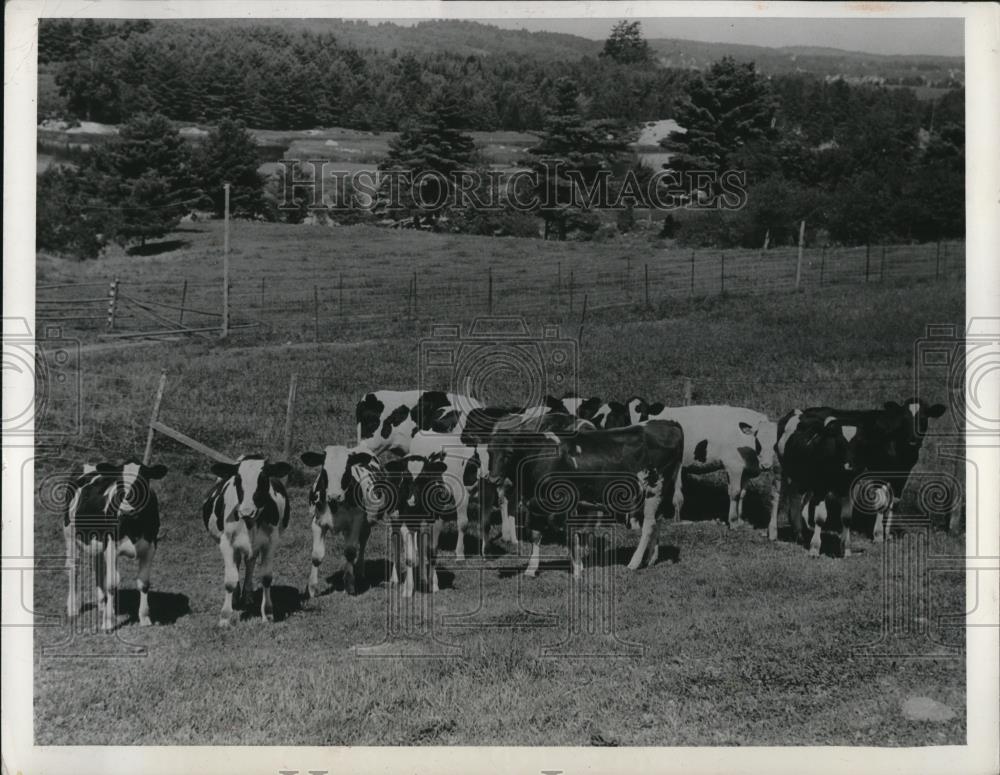 1942 Press Photo A flock of Angus seen one fine day - Historic Images