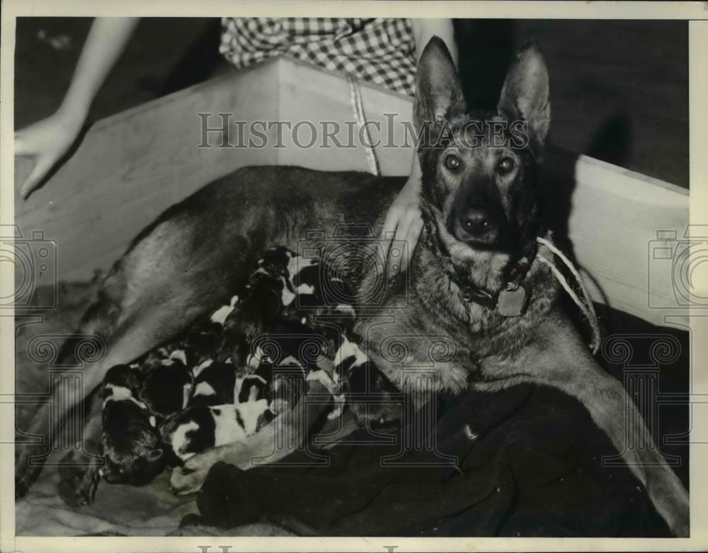 1935 Press Photo Leah of Avalon springer spaniel &amp; litter of 16 puppies Clevelan - Historic Images