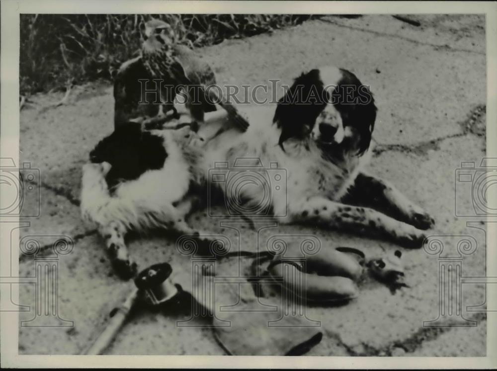 1938 Press Photo Oakland Calif Bruce a Llewellyn Setter &amp; Diana a falcon friends - Historic Images