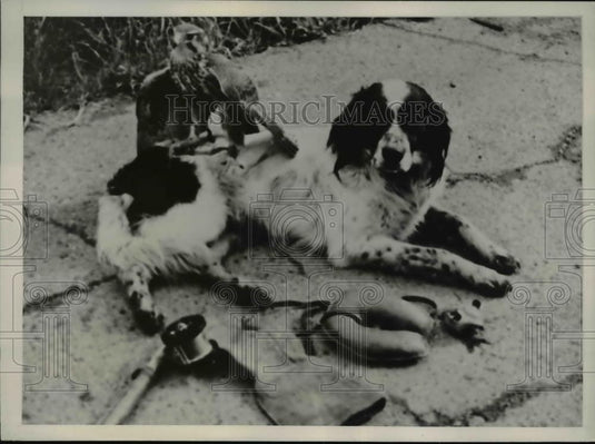 1938 Press Photo Oakland Calif Bruce a Llewellyn Setter & Diana a falcon friends - Historic Images