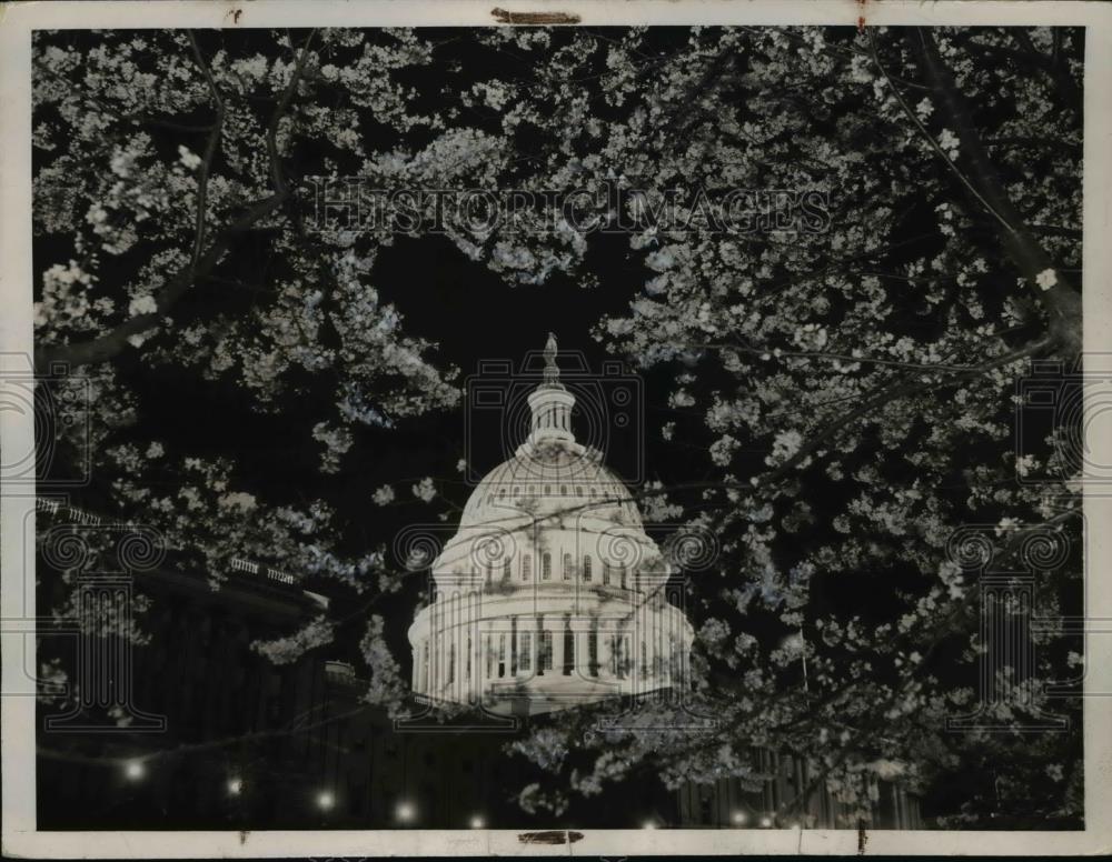 1936 Press Photo The US Capitol dome seen thru cherry blossoms in Wash DC - Historic Images