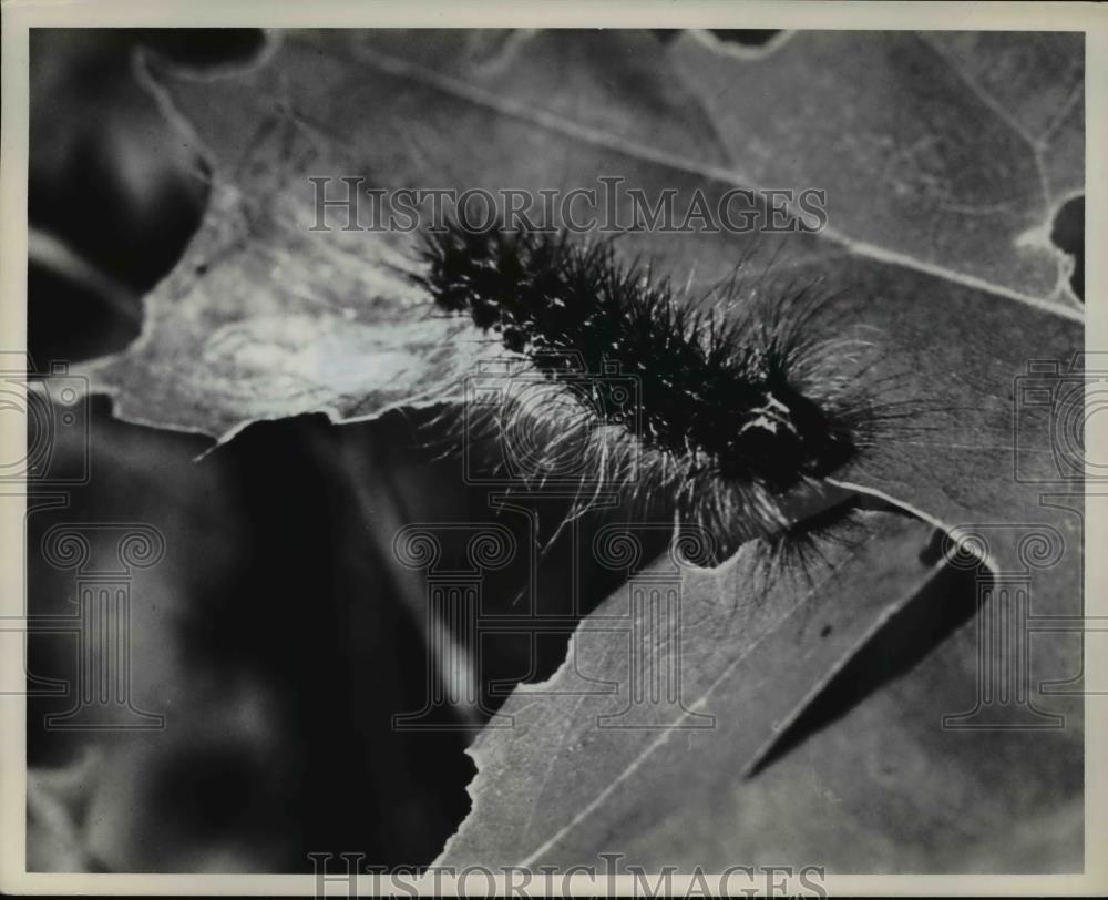 1970 Press Photo Gypsy moth caterpillar Forest killer - Historic Images