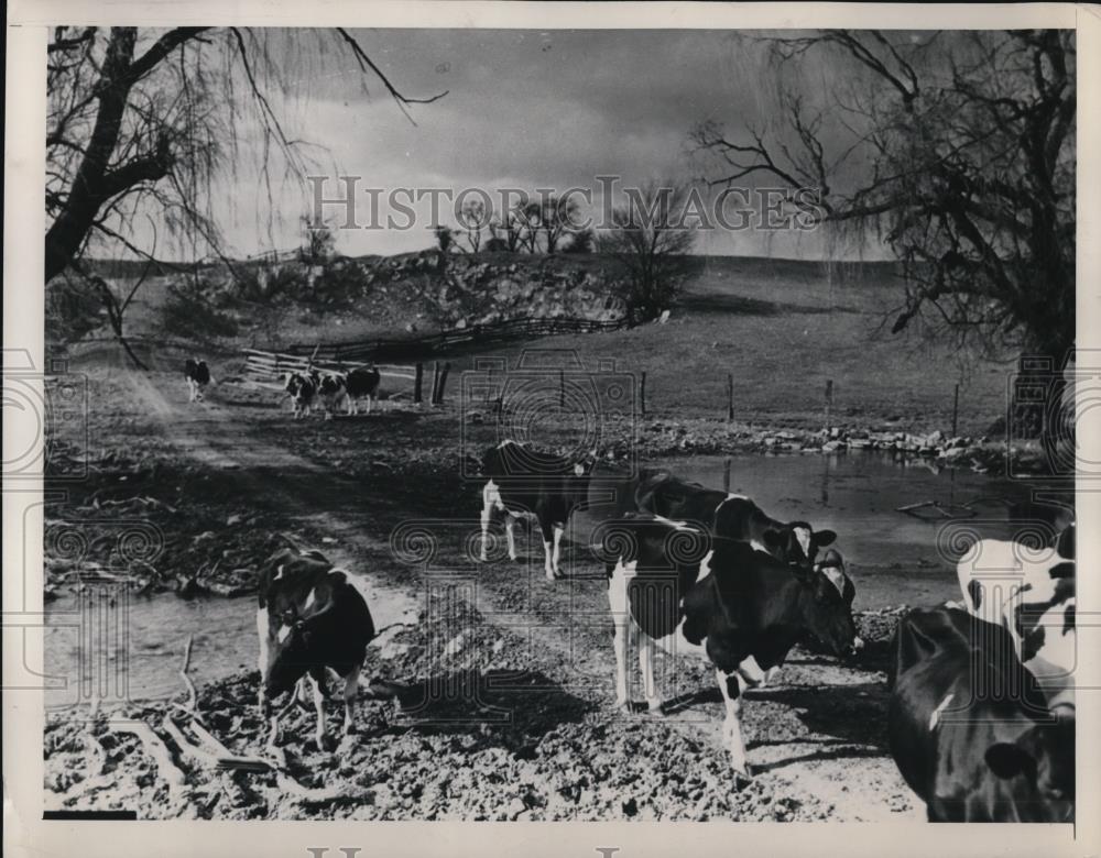 1948 Press Photo Cattle in farm - Historic Images