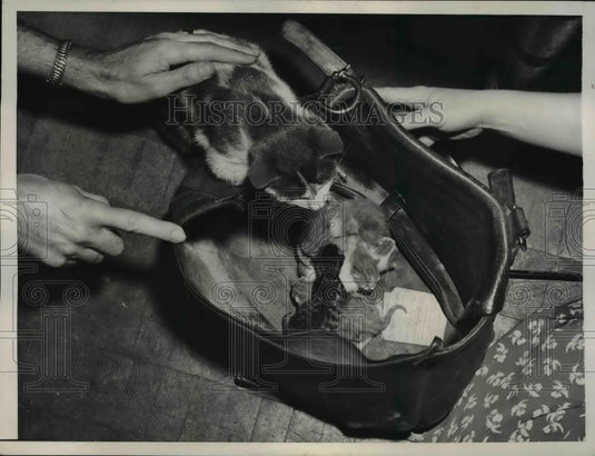 1946 Press Photo San Francisco A mama cat & kittens ina handbag - Historic Images