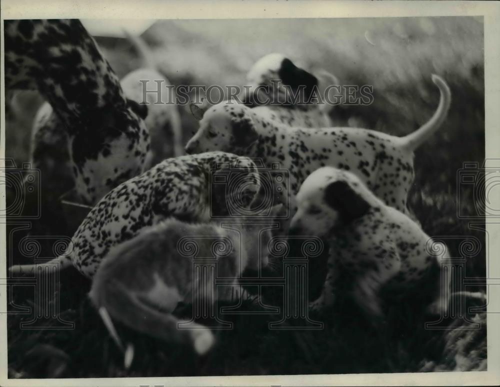 1938 Press Photo Parma Heights Ohio a group of puppies &amp; a kitten - Historic Images