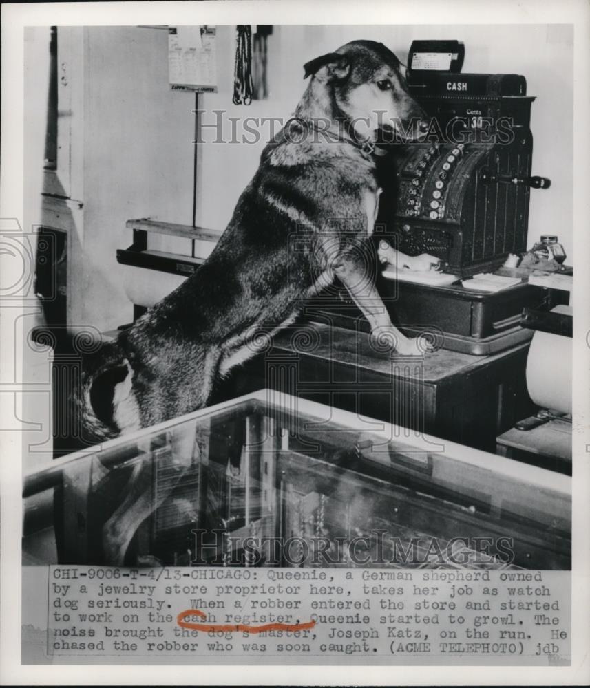 1950 Press Photo Chicago Queenie German Shepherd of jewel store owner J Katz - Historic Images