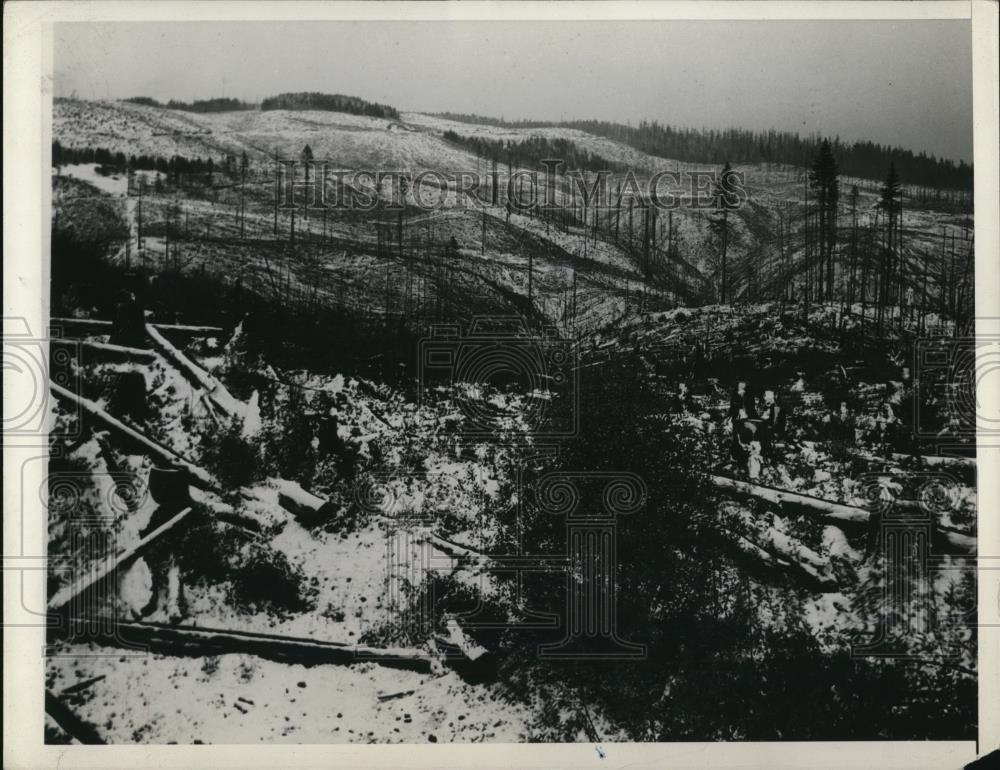 1941 Press Photo A US forest devastated by a fire - Historic Images