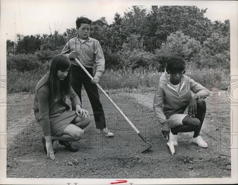 1968 Press Photo Students of Walnut Junior High at the school garden - Historic Images