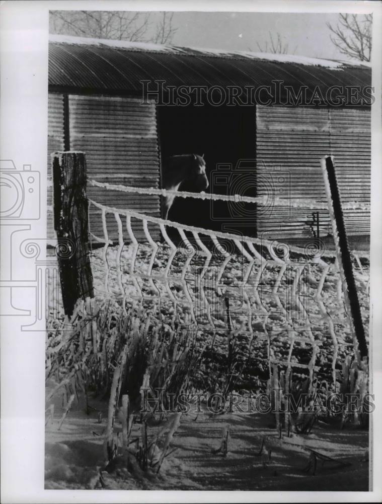 1961 Press Photo A winter scene at the barn with a horse peeking - Historic Images