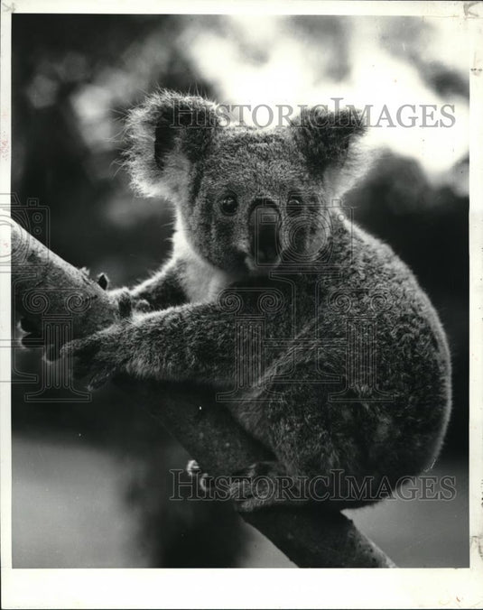 1984 Press Photo Australia's koala at zoological gardens near capital city - Historic Images
