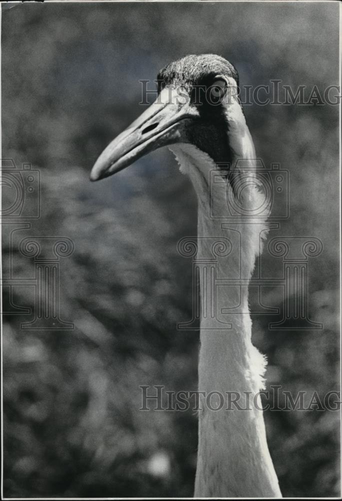 1978 Press Photo Whooping Crane - Historic Images
