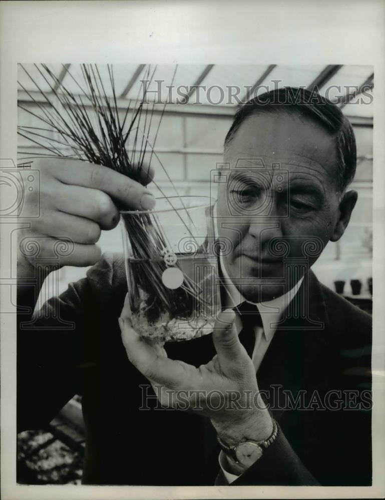 1962 Press Photo B Johnson Tests Grass in Colchicine Univ California Los Angeles - Historic Images