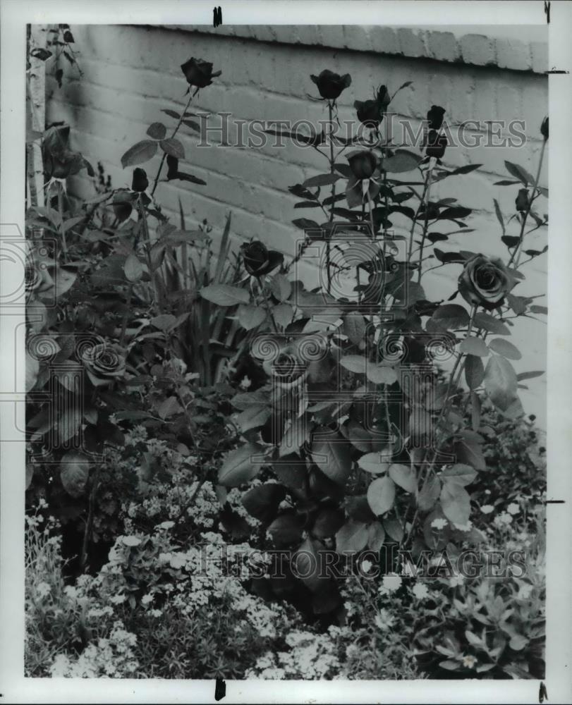 1995 Press Photo Olympiad Rose Flowers and Plants - Historic Images