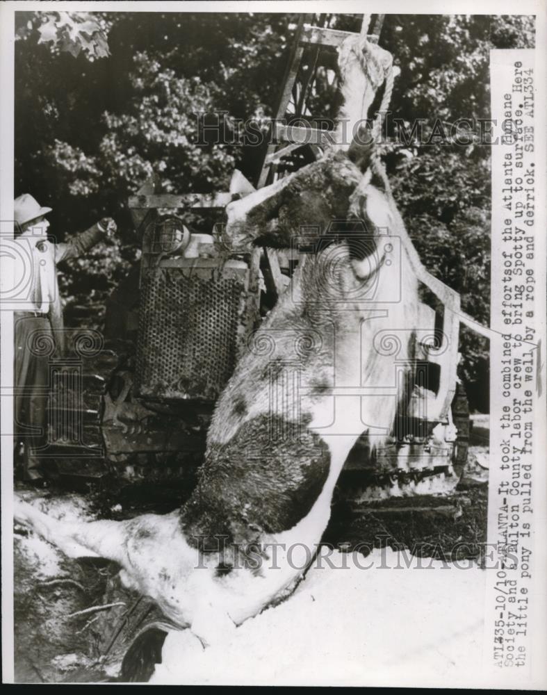 1947 Press Photo Atlanta Humane Society pulled pony out of well - Historic Images