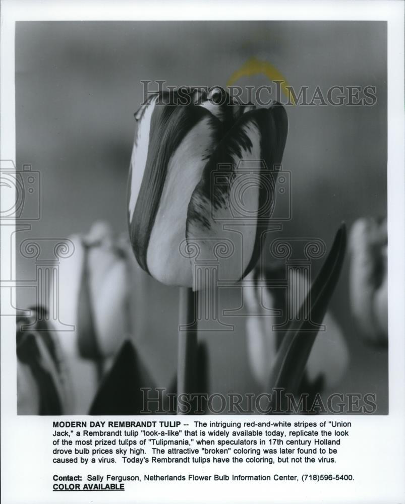 1994 Press Photo Flowers Modern day Rembrandt Tulip - Historic Images