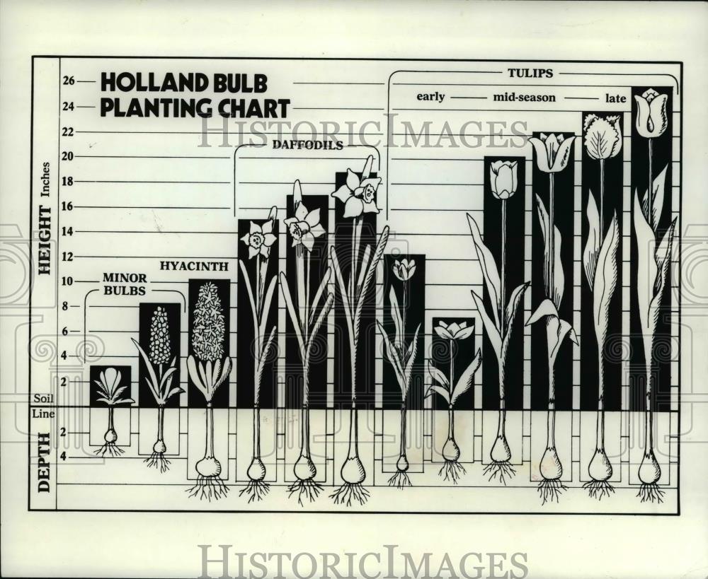 1980 Press Photo Bulb Planting Chart - Historic Images