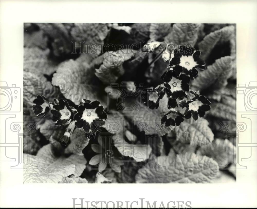 1993 Press Photo Primroses - Historic Images