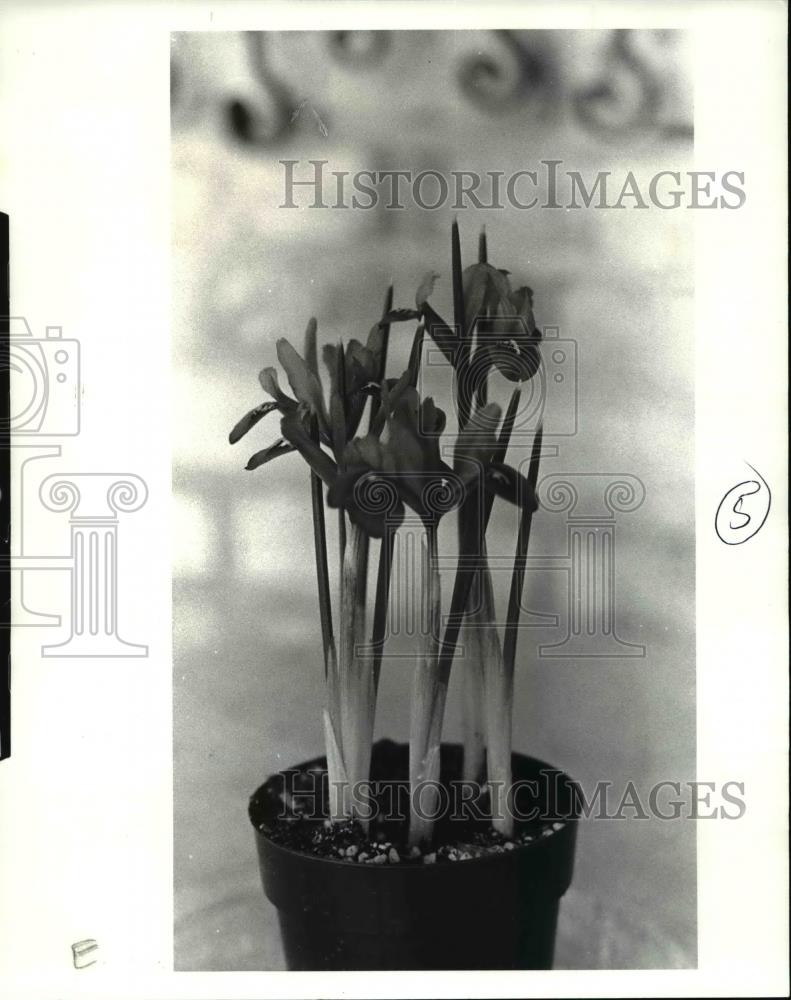 1984 Press Photo Joyce (Iris) on Spring Flower Show (Dutch Theme) - Historic Images