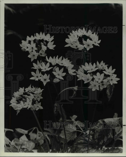 1986 Press Photo Flowers and Plants Allium - Historic Images